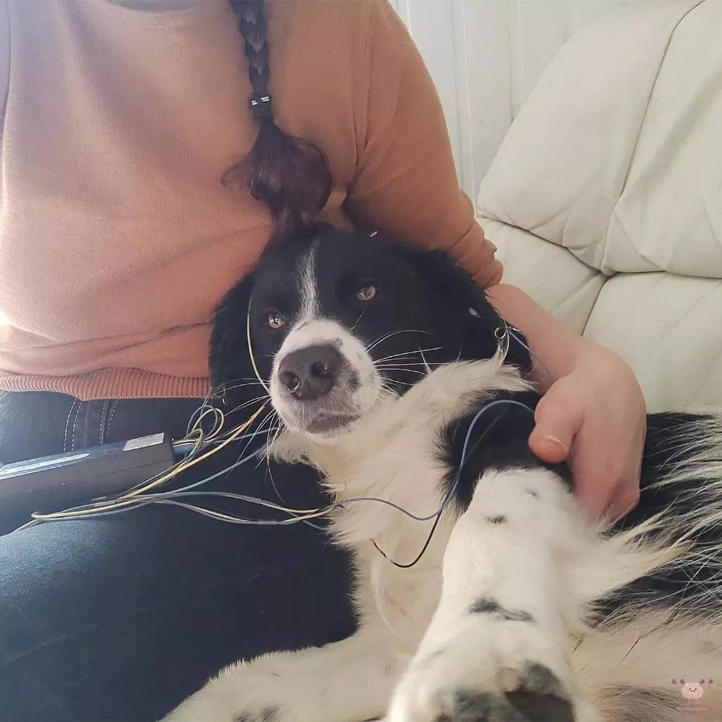 Séance de Neurofeedback Dynamique pour animaux