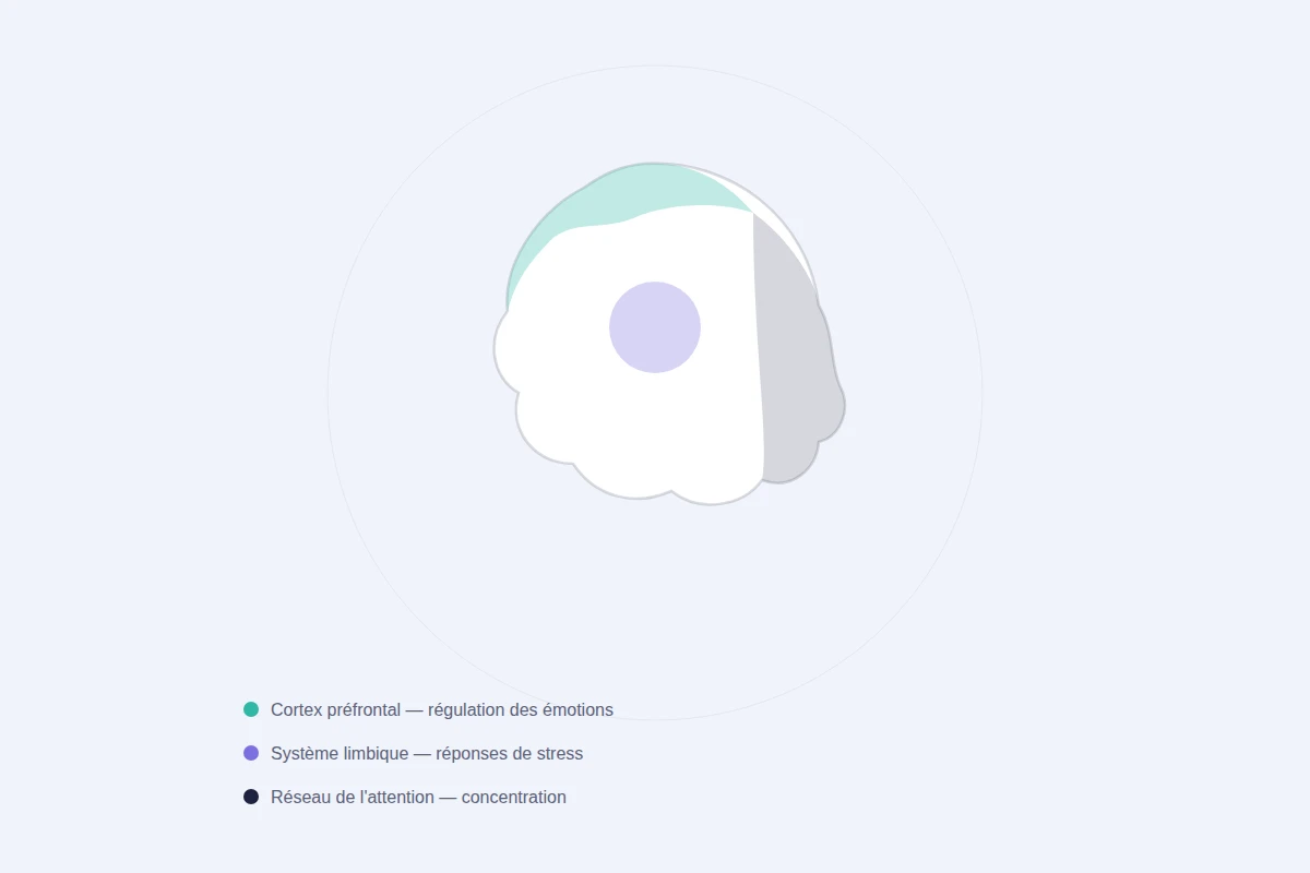 Les trois zones cérébrales activées par le neurofeedback : cortex préfrontal, système limbique, réseau de l'attention