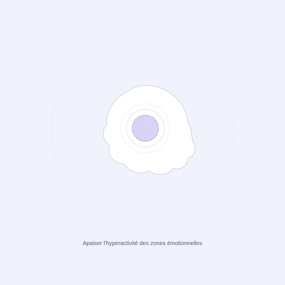 Apaisement de l'hyperactivité des zones cérébrales émotionnelles impliquées dans les phobies
