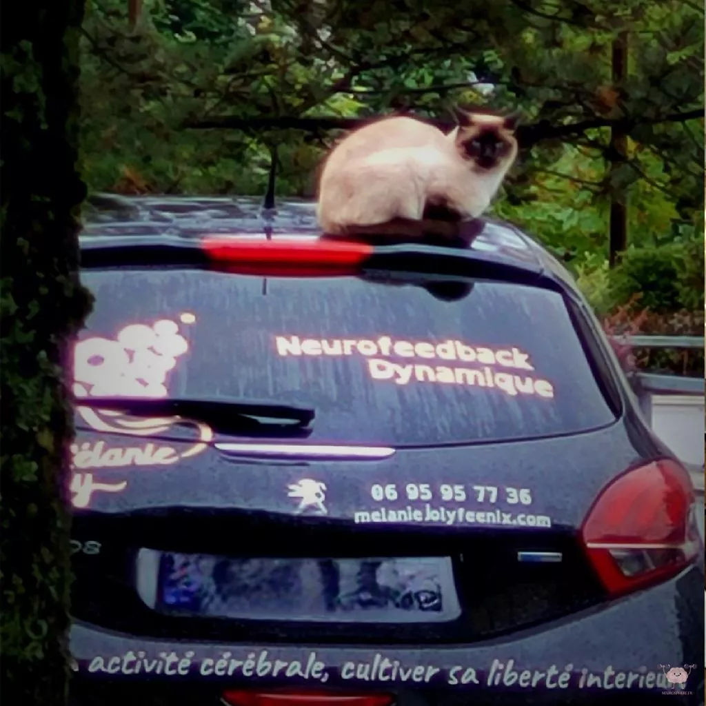 Neurofeedback Dynamique et Soins Energétiques Mélanie Joly